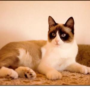 Raza de gato Manx