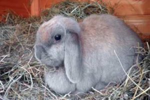 La coccidiosis, enfermedad de los conejos 5