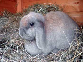 La coccidiosis, enfermedad de los conejos 1