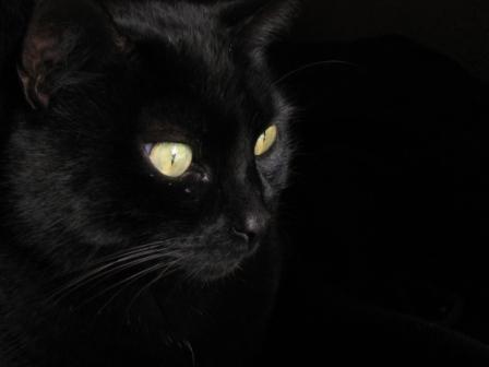 Gato Bombay