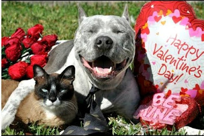 Mascotas y San Valentín