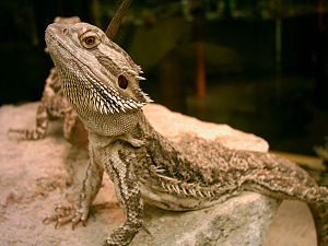 dragón barbudo de tamaño adulto