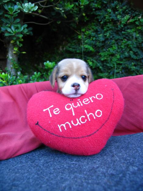 Mascotas y San Valentín
