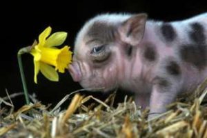 Otras mascotas exóticas, cerdos vietnamitas 12