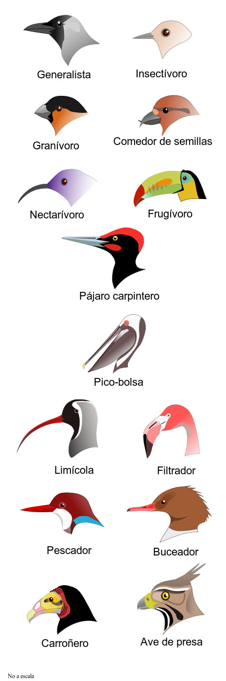 Tipos de aves