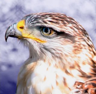 Aves rapaces