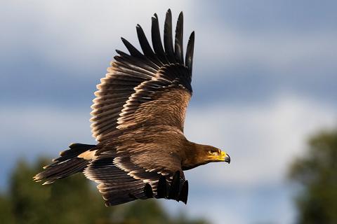Aguila Imperial Ibérica