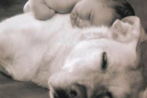 Prevenir infecciones en bebes, el secreto convivir con perros 2