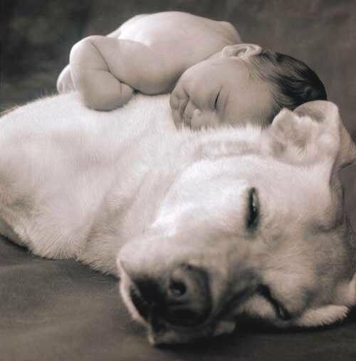 Prevenir infecciones en bebes, el secreto convivir con perros 1