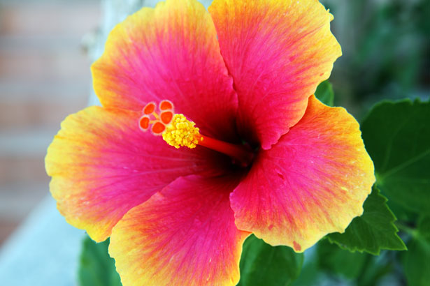 hibiscus esquejes