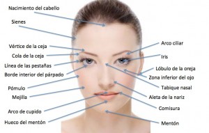 Partes del rostro