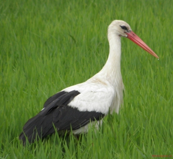 Cigüeña Blanca