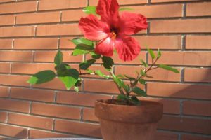 Cómo plantar hibiscus a partir de esquejes