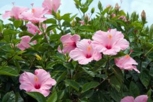 ¿Cómo se realiza la poda del hibiscus?
