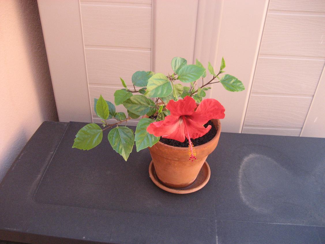 Cómo plantar hibiscus