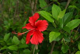 características Hibiscus Rosa Sinensis