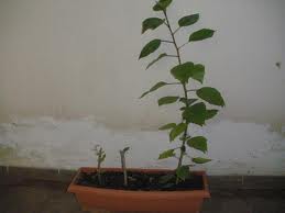 Cómo plantar hibiscus a partir de esquejes