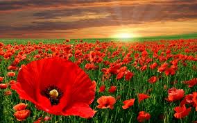 ¿Qué significa soñar con un campo de flores?