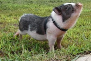Necesidades de los cerditos 7