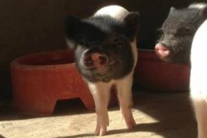 Cerditos al sol 4