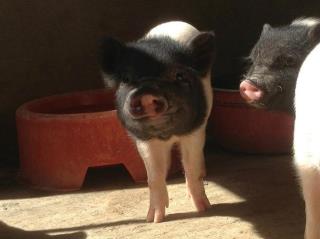 Cerditos al sol 1