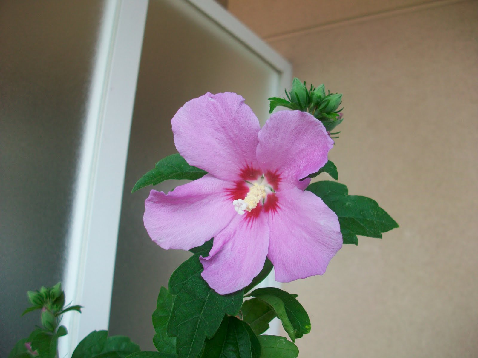 flor hibiscus bonsai