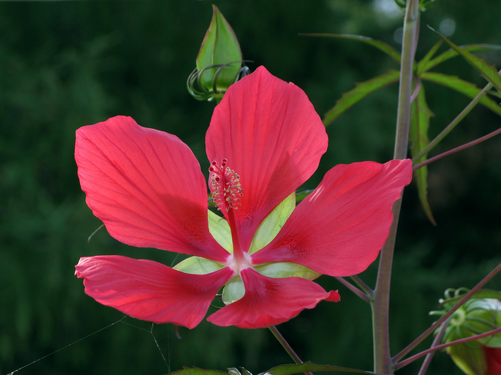 Todo acerca del hibiscus coccineus