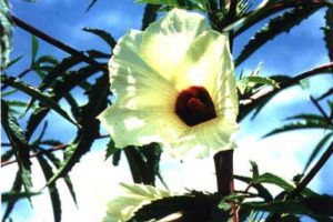 Conoce todo acerca del "hibiscus cannabinus"