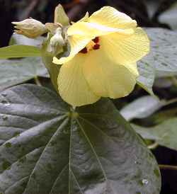 flor Hibiscus Tiliaceus