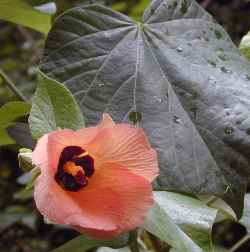 color Hibiscus Tiliaceus