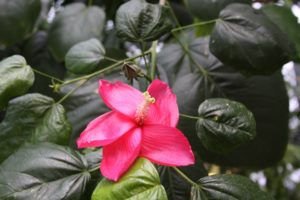 Conoce el "hibiscus elatus"
