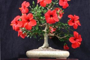 ¿Cómo son los hibiscus bonsai?