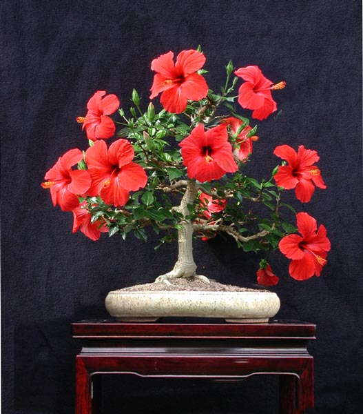 ¿Cómo son los hibiscus bonsai?