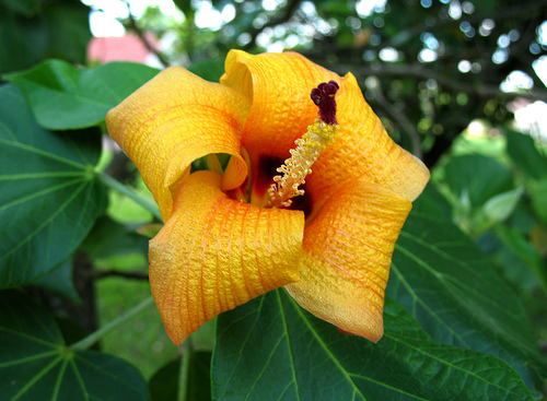 hibiscus elatus
