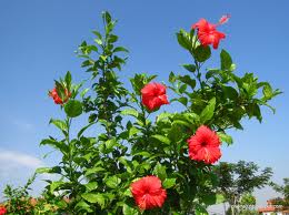 Conoce la belleza del hibiscus sinensis