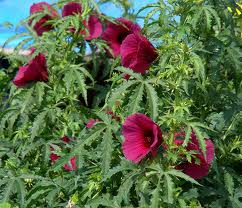 flor hibiscus cannabinus