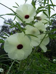 plantar hibiscus cannabinus