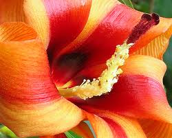 propiedades hibiscus elatus