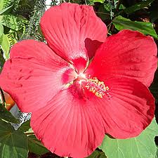 hibiscus coccineus características