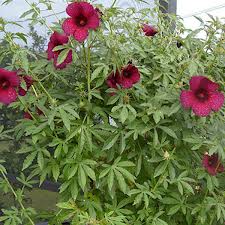 caracterísitcas hibiscus cannabinus
