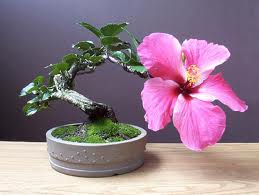 ¿Cómo son los hibiscus bonsai?