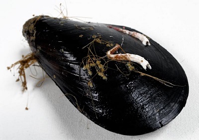 Cómo lavar los mejillones 1