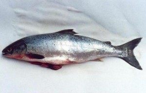Omega 3