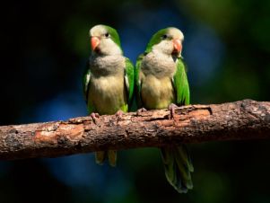 Pareja de Cotorras Monje