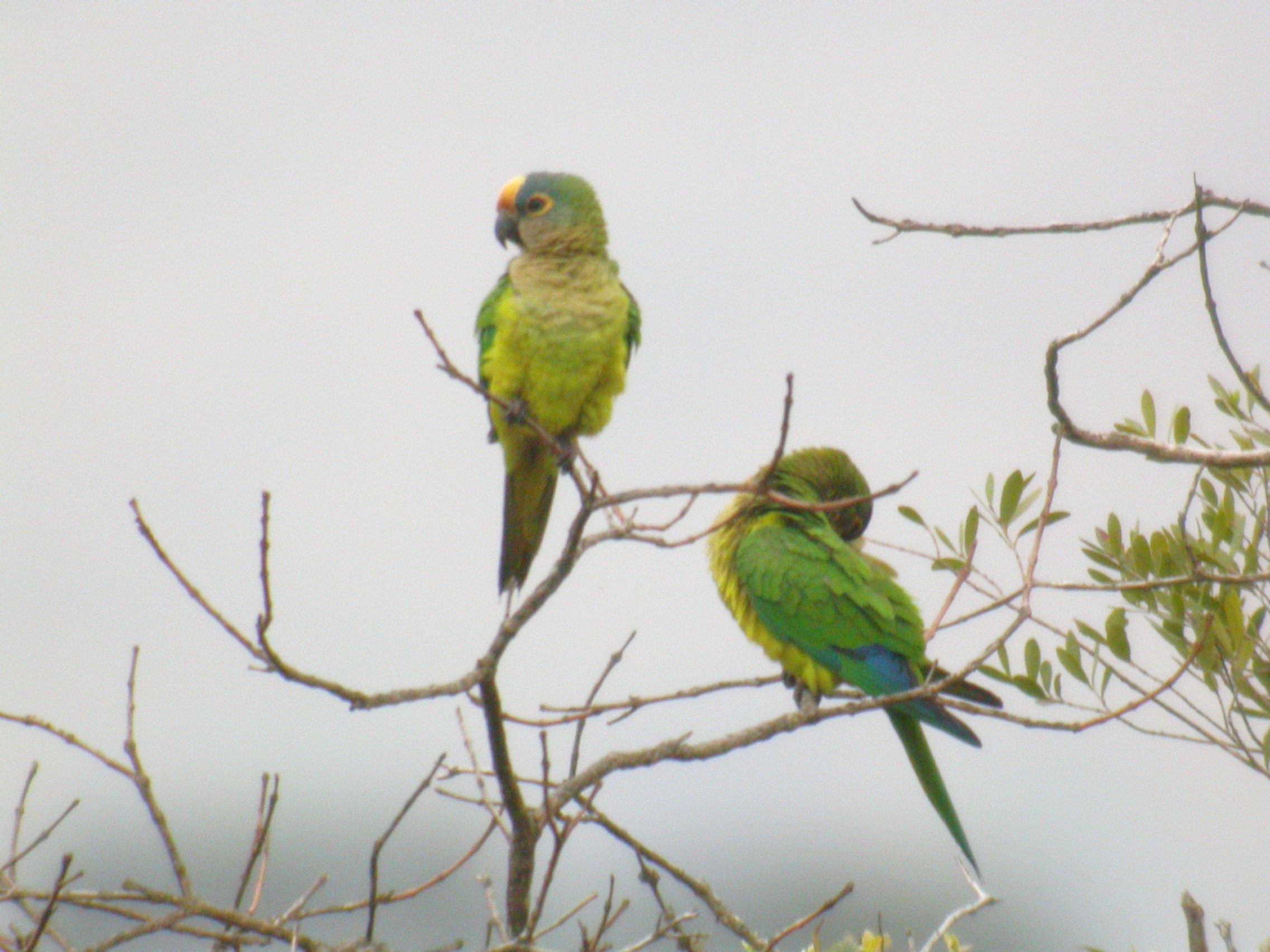 Aratingas Aureas