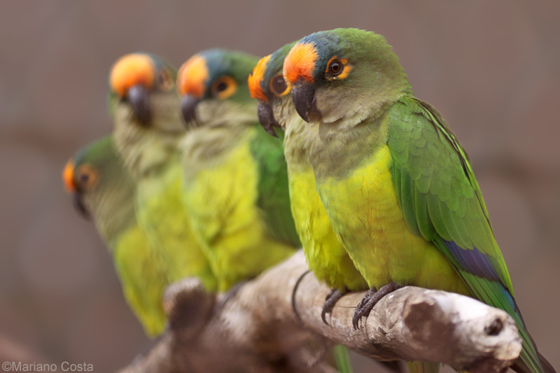 Aratingas Aureas