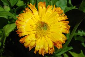 Beneficios de las flores de Bach