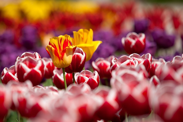 Conoce el significado de las flores