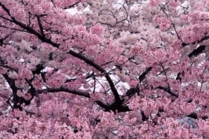 Descubre la magia de los cerezos en flor