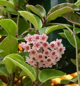 Descubre los beneficios de las plantas trepadoras con flores